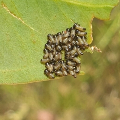 Paropsis atomaria (Eucalyptus leaf beetle) at Hawker, ACT - 31 Dec 2022 by LD12