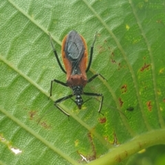 Gminatus australis (Orange assassin bug) at Weetangera, ACT - 31 Dec 2022 by LD12