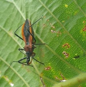 Gminatus australis at Weetangera, ACT - 31 Dec 2022 02:32 PM