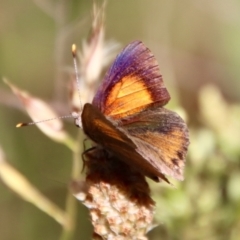 Paralucia pyrodiscus (Fiery Copper) at Red Hill Nature Reserve - 9 Jan 2023 by LisaH