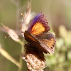 Paralucia pyrodiscus (Fiery Copper) at Deakin, ACT - 9 Jan 2023 by LisaH