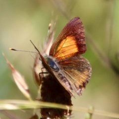 Paralucia pyrodiscus at Deakin, ACT - suppressed