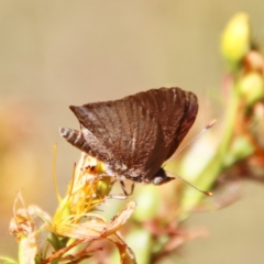 Paralucia pyrodiscus at Deakin, ACT - 9 Jan 2023