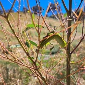 Opodiphthera eucalypti at Molonglo Valley, ACT - 8 Jan 2023