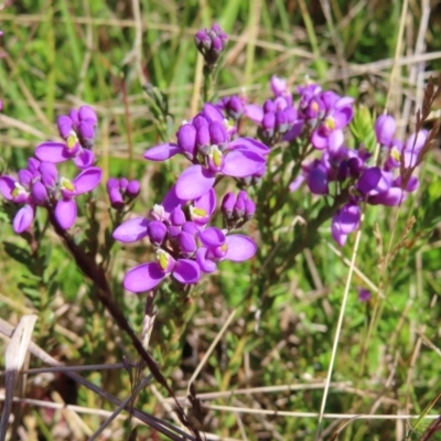 Comesperma retusum (Mountain Milkwort) at Cotter River, ACT - 8 Jan 2023 by MatthewFrawley