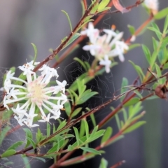 Pimelea linifolia (Slender Rice Flower) at Pambula Beach, NSW - 28 Dec 2022 by KylieWaldon