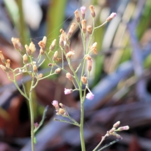 Cyanthillium cinereum at Pambula Beach, NSW - 28 Dec 2022