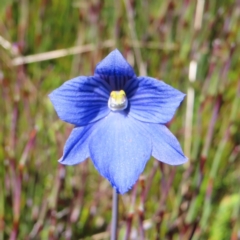 Thelymitra cyanea (Veined Sun Orchid) at Cotter River, ACT - 8 Jan 2023 by MatthewFrawley