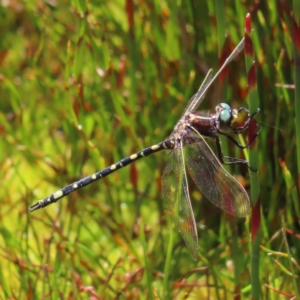 Synthemis eustalacta at Cotter River, ACT - 8 Jan 2023