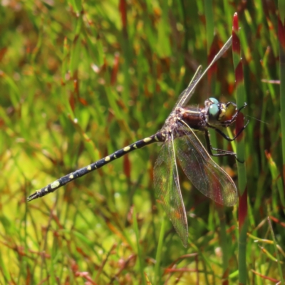 Synthemis eustalacta (Swamp Tigertail) at Cotter River, ACT - 8 Jan 2023 by MatthewFrawley