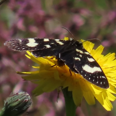 Phalaenoides tristifica (Willow-herb Day-moth) at Cotter River, ACT - 8 Jan 2023 by MatthewFrawley