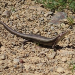 Pseudemoia entrecasteauxii (Woodland Tussock-skink) at Namadgi National Park - 8 Jan 2023 by MatthewFrawley