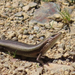 Pseudemoia entrecasteauxii at Cotter River, ACT - 8 Jan 2023 11:29 AM