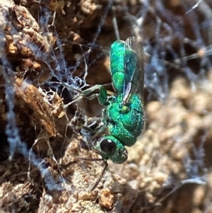 Primeuchroeus sp. (genus) at Acton, ACT - 9 Jan 2023