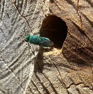 Primeuchroeus sp. (genus) at Acton, ACT - 9 Jan 2023