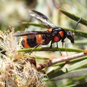 Pterygophorus cinctus at Murrumbateman, NSW - 9 Jan 2023 11:18 AM