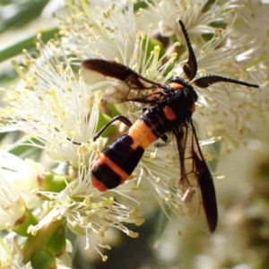 Pterygophorus cinctus at Murrumbateman, NSW - 9 Jan 2023