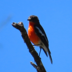 Petroica phoenicea (Flame Robin) at Cotter River, ACT - 8 Jan 2023 by MatthewFrawley