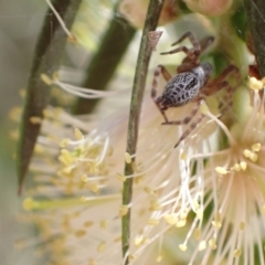 Badumna sp. (genus) (Lattice-web spider) at Murrumbateman, NSW - 8 Jan 2023 by SimoneC