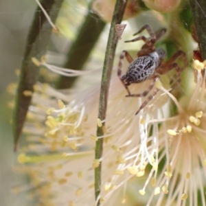 Badumna sp. (genus) at Murrumbateman, NSW - 9 Jan 2023