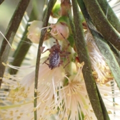 Badumna sp. (genus) at Murrumbateman, NSW - 9 Jan 2023