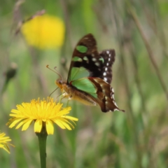 Graphium macleayanum (Macleay's Swallowtail) at Namadgi National Park - 8 Jan 2023 by MatthewFrawley