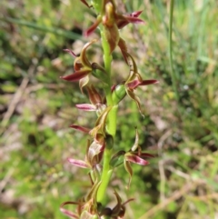 Prasophyllum tadgellianum (Tadgell's leek orchid) at Namadgi National Park - 8 Jan 2023 by MatthewFrawley