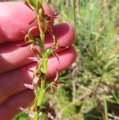 Paraprasophyllum tadgellianum at Cotter River, ACT - suppressed