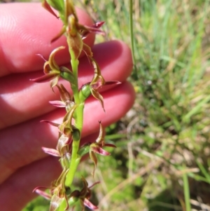 Paraprasophyllum tadgellianum at Cotter River, ACT - suppressed