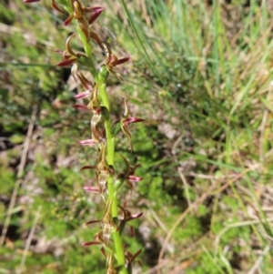 Paraprasophyllum tadgellianum at Cotter River, ACT - 8 Jan 2023