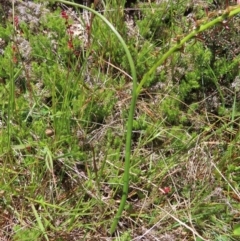 Paraprasophyllum tadgellianum at Cotter River, ACT - 8 Jan 2023