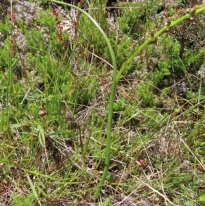 Paraprasophyllum tadgellianum at Cotter River, ACT - suppressed