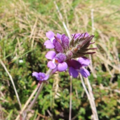 Euphrasia caudata (Tailed Eyebright) at Namadgi National Park - 8 Jan 2023 by MatthewFrawley