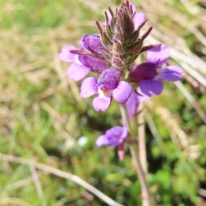 Euphrasia caudata at Cotter River, ACT - 8 Jan 2023