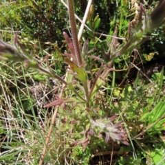 Euphrasia caudata at Cotter River, ACT - 8 Jan 2023