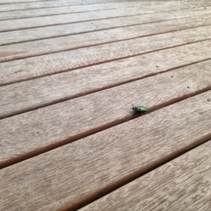 Lamprima aurata at Heidelberg West, VIC - suppressed