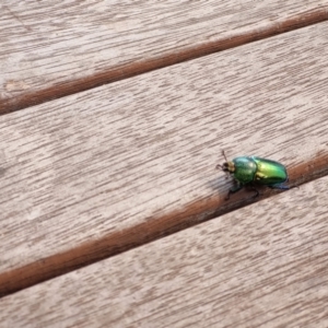Lamprima aurata at Heidelberg West, VIC - suppressed