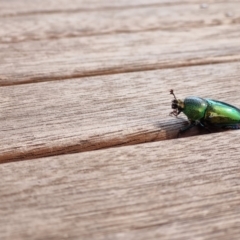 Lamprima aurata at Heidelberg West, VIC - suppressed