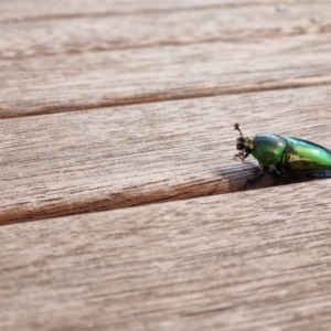 Lamprima aurata at Heidelberg West, VIC - suppressed