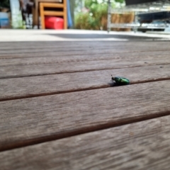 Lamprima aurata at Heidelberg West, VIC - suppressed