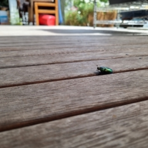 Lamprima aurata at Heidelberg West, VIC - suppressed