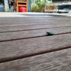 Lamprima aurata at Heidelberg West, VIC - suppressed