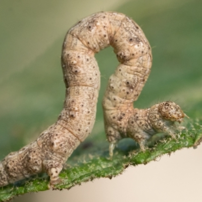 Geometridae (family) IMMATURE (Unidentified IMMATURE Geometer moths) at Paddys River, ACT - 9 Jan 2023 by patrickcox