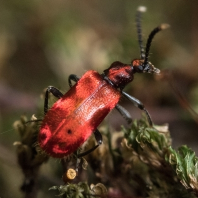 Lemodes coccinea (Scarlet ant beetle) at Paddys River, ACT - 9 Jan 2023 by patrickcox