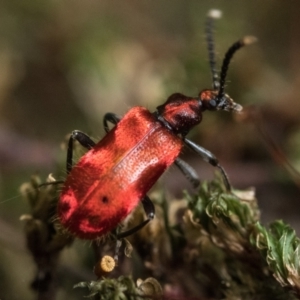 Lemodes coccinea at Paddys River, ACT - 9 Jan 2023