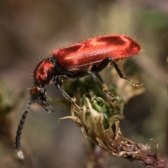 Lemodes coccinea at Paddys River, ACT - 9 Jan 2023