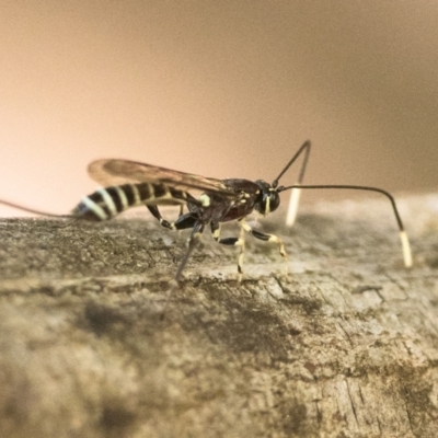 Labena sp. (genus) (An ichneumon wasp) at Paddys River, ACT - 8 Jan 2023 by patrickcox