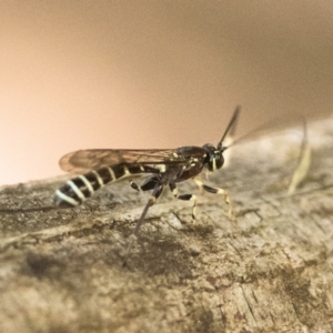 Labena sp. (genus) at Paddys River, ACT - 9 Jan 2023