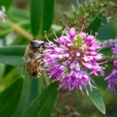 Eristalis tenax (Drone fly) at Downer, ACT - 9 Jan 2023 by RobertD