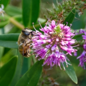 Eristalis tenax at Downer, ACT - 9 Jan 2023